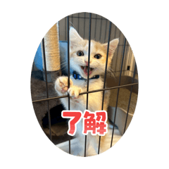 ichi_20260122222644