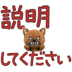 敬語の茶チワワ11