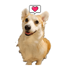 Cute Corgi Lucy