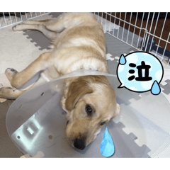 gixtc990_20260122181452