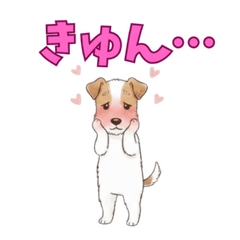 wirefoxterrier-cute5