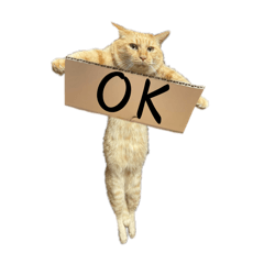 ayumi_20260123072713