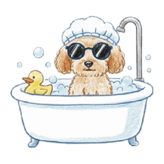 dog toypoodle sanglassese2