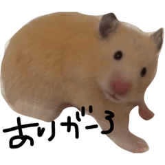 vabiliii_20260122150742