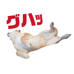 jellyfish_20260122151311