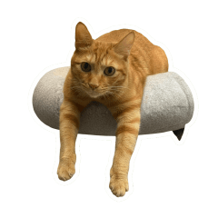 家貓薯餅的日常