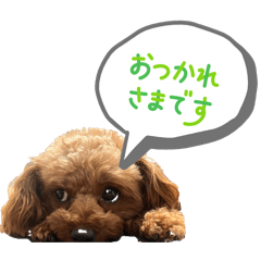 MIYUPON_20260