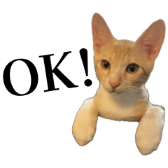 YUZULEMON_20260122231719