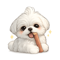 Shiro Goodboy v1 มอลทีส ชีโร่ กู๊ดบอย