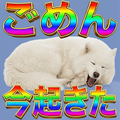 BIG! Samoyed Sparkly Shiny Text