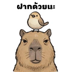 The Real Daily Capybara(Thai Ver.)