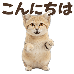 Cute sand cat everyday conversation