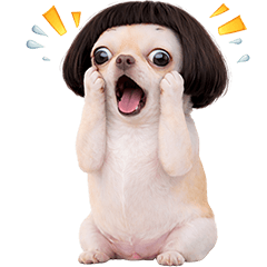 ❤️ชิวาวา ตัวตึง❤️(No Text)