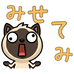 Polite Seal Point Cat  5th