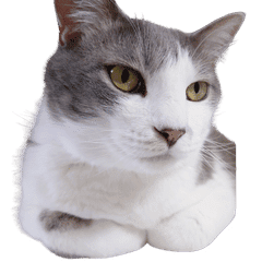 [Honorific] Moving Shirasu Daily Stamp