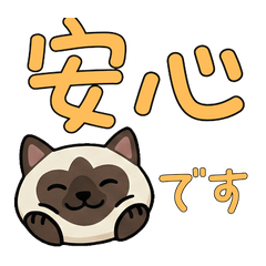 Round Birman Cat  21st