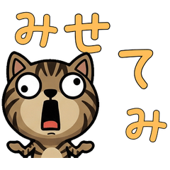 Polite Classic Tabby  5th