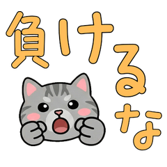 Polite American Shorthair  23rd