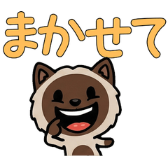 Overreaction Chocolate Point Cat  3rd