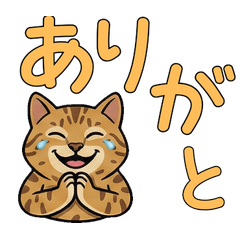 Reaction Ocicat  15th