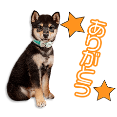 一木家のここあちゃん