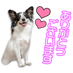 内山家のレイアちゃん