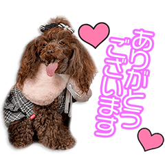 井上家のシュシュちゃん