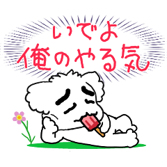 Eyebrow maltese - simple stiicke4