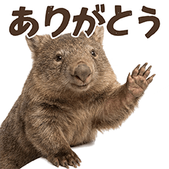 Real Wombat Stickers