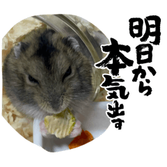 kurage_20260123122149