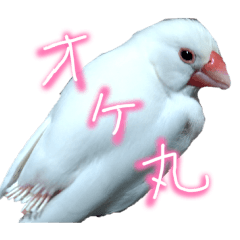 komita_20260123123856