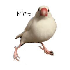 ３羽の日常スタンプ