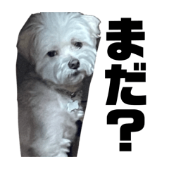 kukio_20260123131458