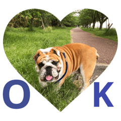 bulldog Boku 9