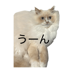 kanchan_20260123201701