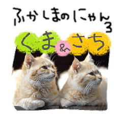 fukashima cats 4 kuma and sachi