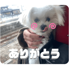 pyonchi_20260123213644