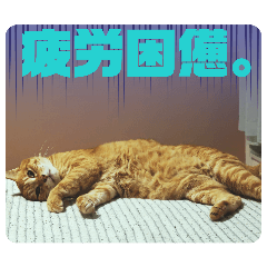 morimorimoan_20260123140558