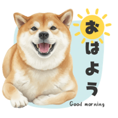 Shiba Inu sweet HAKU