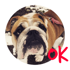 bulldog Boku 7