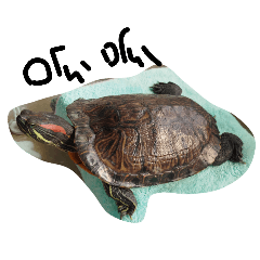 Ivy Chen_20260123095530