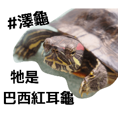 Ivy Chen_20260123120151