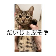 uya_20260123225407