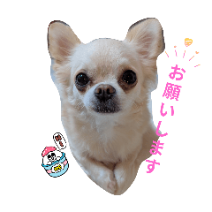 CHARA_20260123224514