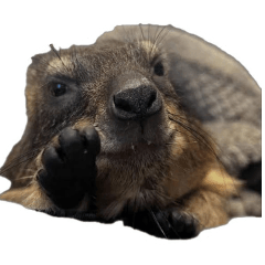 The beast yearns for your chats.