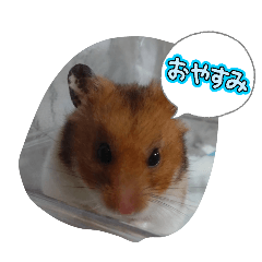 Gannbaru_20260123220225