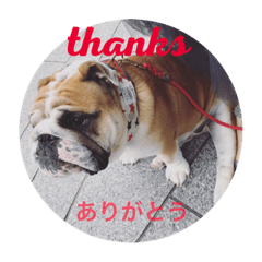 bulldog Boku 10