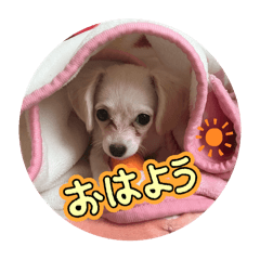 aonorisan_20260123231319