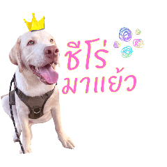 The Shiro_20260123144902