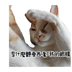 懶得跟你「煉」肖威